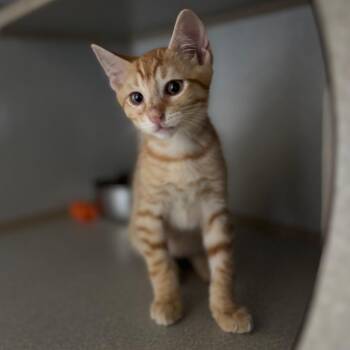 Domestic Short Hair Cats Available for Adoption in Cumming, Georgia - Cheetos | PetCurious