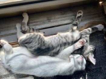 Dumpling (Souper Kittens) -  Domestic Short Hair Cat for Adoption in Blanchard, Oklahoma - Dumpling (Souper Kittens) | PetCurious