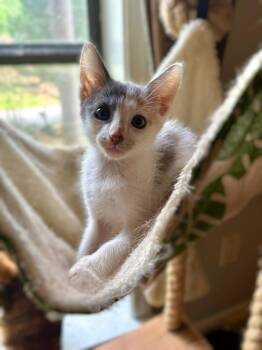 Domestic Short Hair Cats Available for Adoption in Glocester, Rhode Island - Chassis | PetCurious