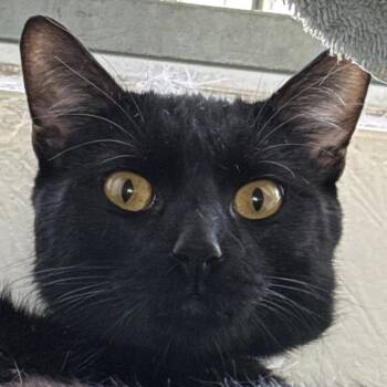 Domestic Short Hair Cats Available for Adoption in Goleta, California - Stack | PetCurious