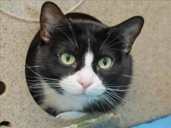 MISTY -  Domestic Short Hair Cat for Adoption in Loveland, Colorado - MISTY | PetCurious