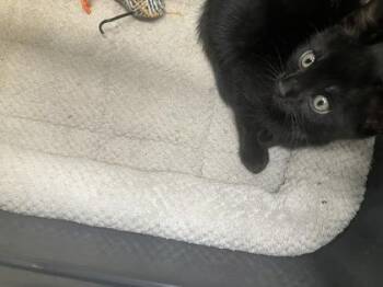 Cesar -  Domestic Short Hair Cat for Adoption in Gainesville, Florida - Cesar | PetCurious