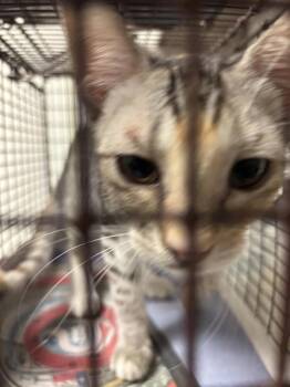 Katherine -  Domestic Short Hair Cat for Adoption in Austin, Texas - Katherine | PetCurious