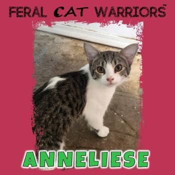 Anneliese -  Domestic Short Hair Cat for Adoption in Kingman, Arizona - Anneliese | PetCurious