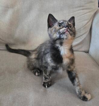 Blossom26 -  Domestic Short Hair Cat for Adoption in Youngsville, North Carolina - Blossom26 | PetCurious