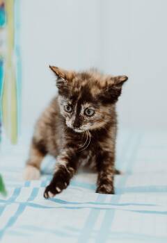 Rescue Tortoiseshell Cats for Adoption in Le Mars, Iowa - Gorda | PetCurious