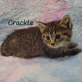 Crackle -  Domestic Short Hair Cat for Adoption in Parkersburg, West Virginia - Crackle | PetCurious