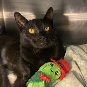 Rescue Domestic Short Hair Cats for Adoption in Los Angeles, California - Devil's Food Cake | PetCurious