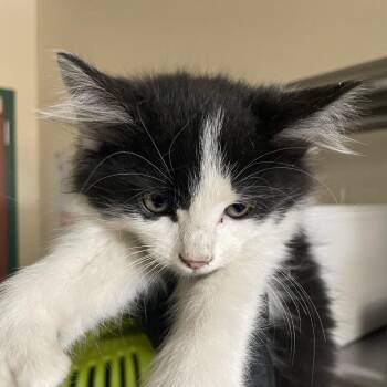 Sugar Bowl -  Domestic Medium Hair Cat for Adoption in Reno, Nevada - Sugar Bowl | PetCurious