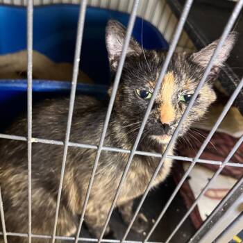 Fabiana -  Domestic Short Hair Cat for Adoption in Saginaw, Michigan - Fabiana | PetCurious