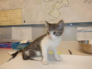 BILLY OCEAN -  Domestic Short Hair Cat for Adoption in San Jose, California - BILLY OCEAN | PetCurious