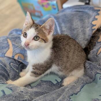 Paddy -  Domestic Short Hair Cat for Adoption in La Grange, Kentucky - Paddy | PetCurious