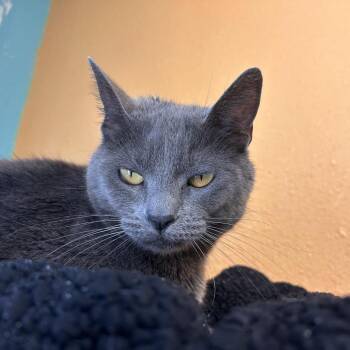 Domestic Short Hair Cats Available for Adoption in Fresno, California - Torta | PetCurious