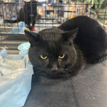 Knight ARC2026-001 -  American Shorthair Cat Available for Adoption in Akron, New York - Knight ARC2026-001 | PetCurious