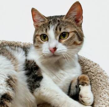 ROSEMARY - TURKISH VAN, CALICO SWEET SOUL -  Turkish Van and Calico Cat for Adoption in Oakwood, Georgia - ROSEMARY - TURKISH VAN, CALICO SWEET SOUL | PetCurious