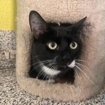 Domestic Short Hair Cats Available for Adoption in Fresno, California - Pedro | PetCurious