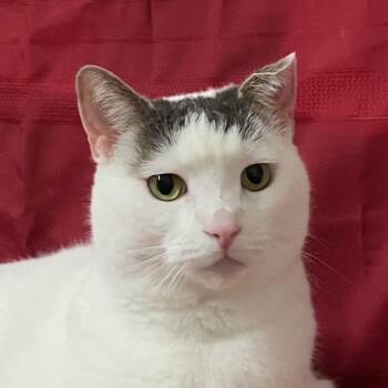 Rescue Domestic Short Hair Cats for Adoption in Stanstead, Quebec - Brigitte | PetCurious