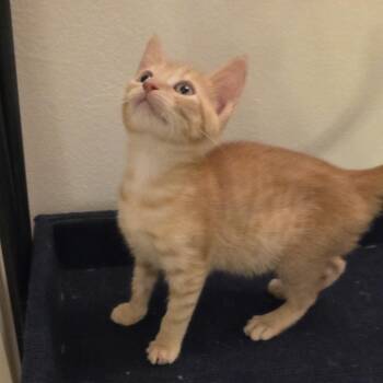 Squash -  Domestic Short Hair Cat for Adoption in Buffalo, New York - Squash | PetCurious