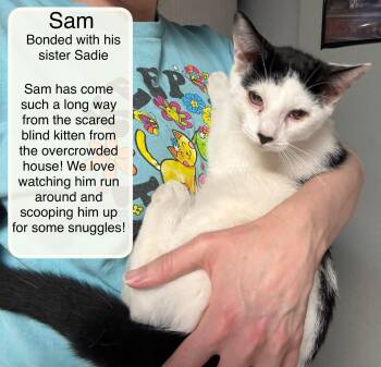 Sam and Sadie -  Domestic Short Hair Cat for Adoption in Ellicott City, Maryland - Sam And Sadie | PetCurious