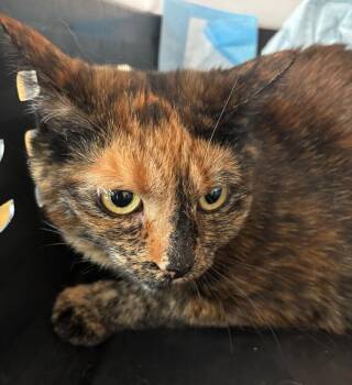 Trick -  Domestic Short Hair Cat for Adoption in Grand Rapids, Michigan - Trick | PetCurious