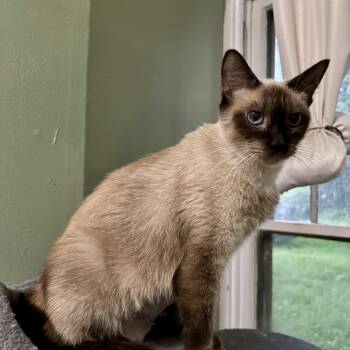 Evanescence -  Siamese and Domestic Short Hair Cat for Adoption in Richmond, Virginia - Evanescence | PetCurious