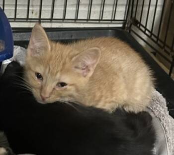 Rescue Domestic Short Hair Cats for Adoption in Anderson, Indiana - Ernie | PetCurious
