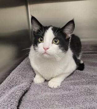 Domestic Short Hair Cats Available for Adoption - MOJITO | PetCurious