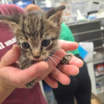 Tino -  Domestic Short Hair Cat for Adoption in Houston, Texas - Tino | PetCurious