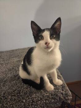 Rescue Domestic Short Hair Cats for Adoption in Bowdoin, Maine - Maverick | PetCurious