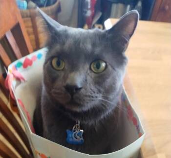 Bootsy & Walter -  Domestic Short Hair Cat for Adoption in Redlands, California - Bootsy & Walter | PetCurious