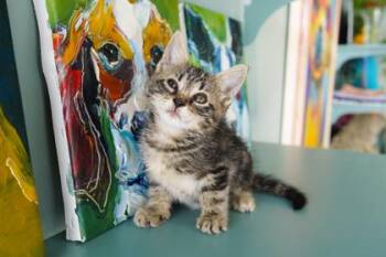 Big Red -  Domestic Short Hair Cat for Adoption in San Antonio, Texas - Big Red | PetCurious