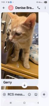 Domestic Short Hair Cats Available for Adoption in Randolph, Alabama - Gerry | PetCurious