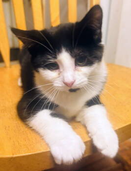 Rescue Domestic Short Hair Cats for Adoption in Nazareth, Pennsylvania - Coraline Kitten | PetCurious