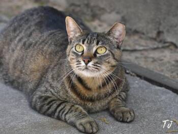 TJ -  Domestic Medium Hair Cat Available for Adoption in Montgomery, Texas - TJ | PetCurious