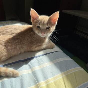Biscuit -  Domestic Short Hair Cat for Adoption in Kenosha, Wisconsin - Biscuit | PetCurious