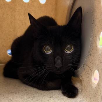 Claya -  Domestic Short Hair Cat for Adoption in Philadelphia, Pennsylvania - Claya | PetCurious