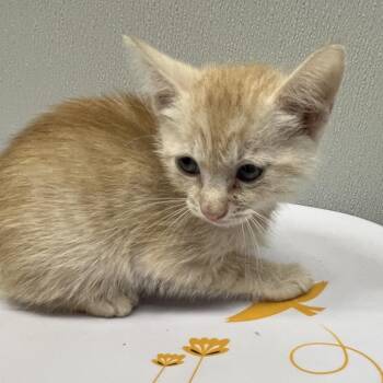 Domestic Short Hair Cats Available for Adoption in Tampa, Florida - Dixon | PetCurious