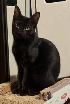 Carnitas -  Domestic Short Hair Cat for Adoption in Oakley, California - Carnitas | PetCurious