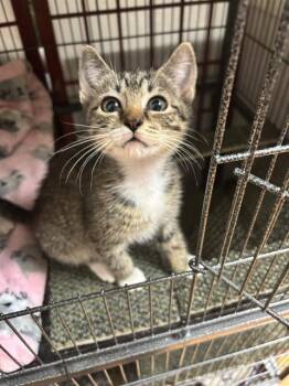MERCURY -  Domestic Short Hair Cat for Adoption in Tallahassee, Florida - MERCURY | PetCurious