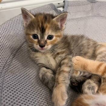 Tiana -  Domestic Short Hair Cat Available for Adoption in Mebane, North Carolina - Tiana | PetCurious