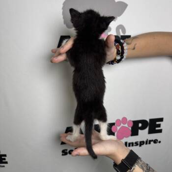 Peeler -  American Shorthair and Domestic Short Hair Cat for Adoption in Milton, Florida - Peeler | PetCurious