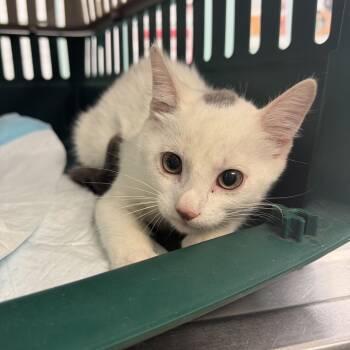 Eminem -  Domestic Short Hair Cat for Adoption in Hudson, New York - Eminem | PetCurious