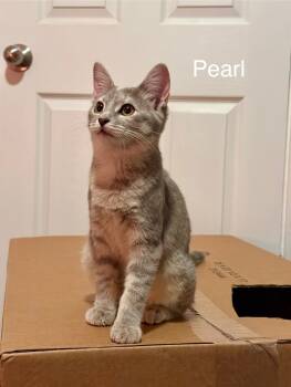 Rescue Domestic Short Hair Cats for Adoption in Lewis Center, Ohio - Pearl (Wilson Ave Litter) | PetCurious
