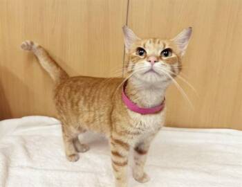 ELLE -  Domestic Medium Hair Cat for Adoption in Brentwood, Missouri - ELLE | PetCurious