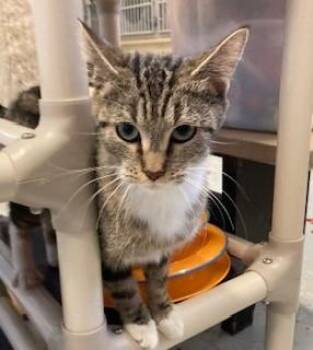 Rescue Domestic Short Hair Cats for Adoption in Mason City, Iowa - Ramona | PetCurious