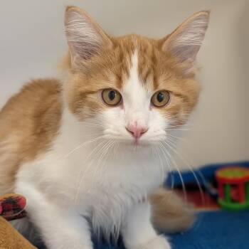 Oliver -  Domestic Long Hair Cat for Adoption in Jasper, Indiana - Oliver | PetCurious