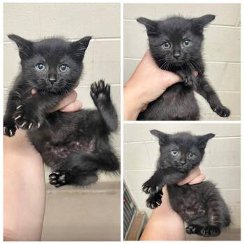 Little girl -  Domestic Short Hair Cat for Adoption in Dublin, Virginia - Little Girl | PetCurious