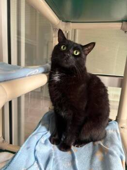 SAKU -  Domestic Short Hair Cat for Adoption in Delson, Quebec - SAKU | PetCurious