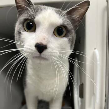 Hambone -  Domestic Short Hair Cat for Adoption in Chaska, Minnesota - Hambone | PetCurious