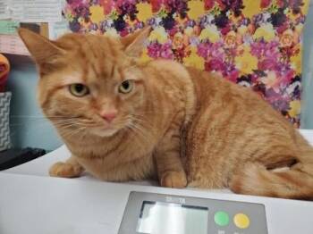 Domestic Short Hair Cats Available for Adoption - Leo | PetCurious